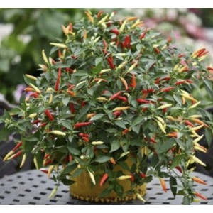 Paprikų "Basket of fire" daigai