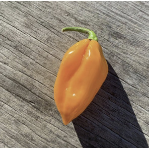 Paprikų "Habanero orange" daigai