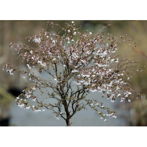 Vyšnia ankstyvoji - sakura Kojou-no-mai