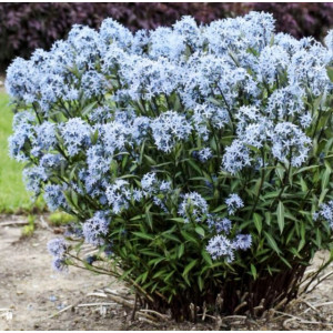 Dirktas amerikinis Blue Ice
