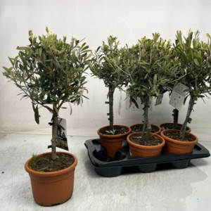 Alyvmedis europinis DØ15 H60cm