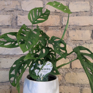 Monstera adansonii Monkey Mask