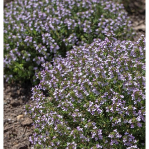 Vaistinis čiobrelis