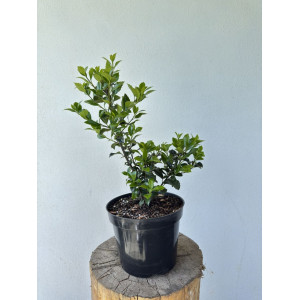 Bugienis dygialapis 'Blue Prince'