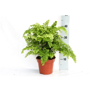 Adiantas 'Fragrans' (papartis) 40cm