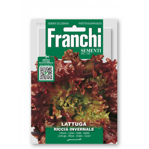 Salotos sėjamosios FRISÉE D'AMÉRIQUE