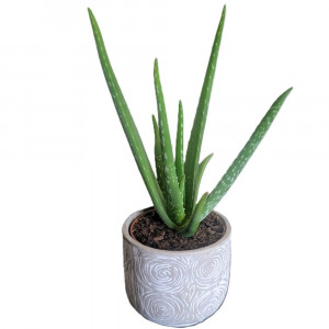 Tikrasis alijošius dekoratyviame vazone 35cm (vaistinis alavijas)