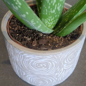 Tikrasis alijošius dekoratyviame vazone 35cm (vaistinis alavijas)