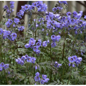 Palemonas Bressinghems Purple