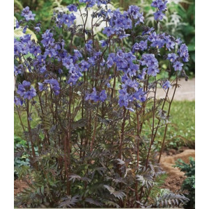 Palemonas Heaven Scent