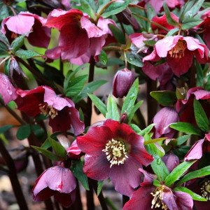 Eleboras ‘Star of Passion'