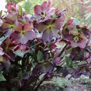 Eleboras ‘Star of Passion'