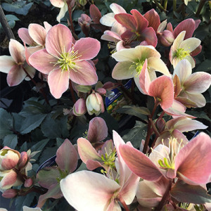 Eleboras ‘Pirouette'