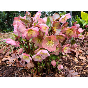 Eleboras ‘Pirouette'