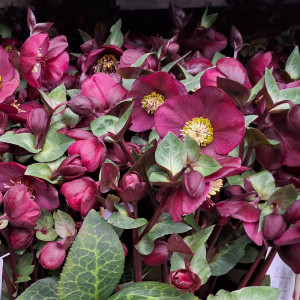 Eleboras ‘Frostkiss Vibey Velvet’