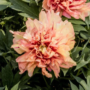 Bijūnas ‘Orange Victory’