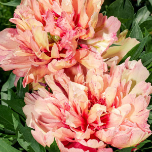 Bijūnas ‘Orange Victory’