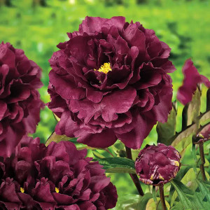 Bijūnas ‘Black Beauty’