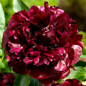 Bijūnas ‘Black Beauty’