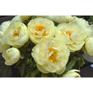 Bijūnas ‘Lemon Chiffon’