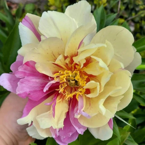 Bijūnas ‘Lemon Dream’ ITOH