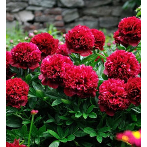 Bijūnas ‘Red Grace’