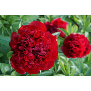 Bijūnas ‘Red Grace’