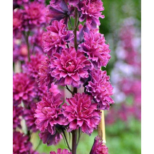 Pentinius ‘Highlander Flamenco’