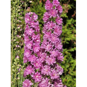 Pentinius ‘Highlander Flamenco’
