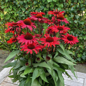 Ežiuolė ‘SunSeekers Red’