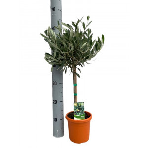 Alyvmedis europinis DØ15 H55cm