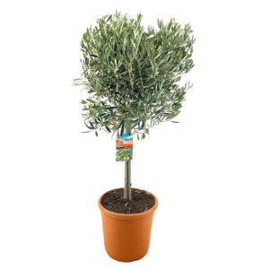 Europinis Alyvmedis 120 cm