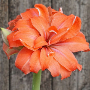 Amarilis 'Coral Belle' (meilenis) 2026 ruduo