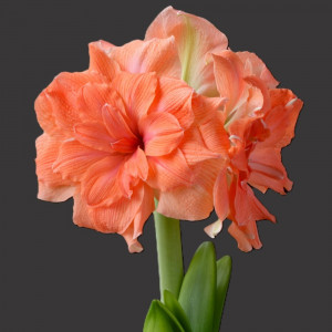 Amarilis 'Coral Belle' (meilenis) 2026 ruduo