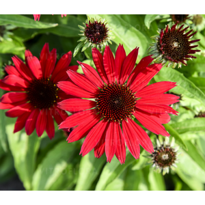 Ežiuolė ' Pearl Deep Red'