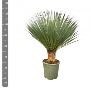 Juka snapinė (rostrata) 120cm