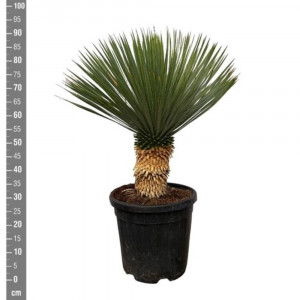 Juka snapinė (rostrata) 85cm