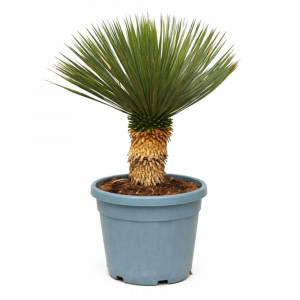 Juka snapinė (rostrata) 85cm