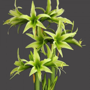 Amarilis 'Evergreen' (meilenis) vorinis 2026 ruduo