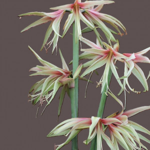 Amarilis 'Tarantula' (meilenis) vorinis 2026 ruduo