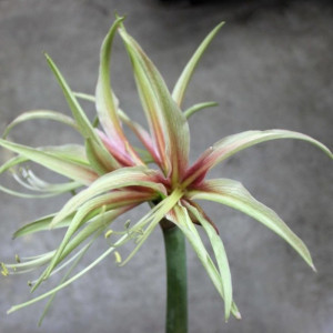 Amarilis 'Tarantula' (meilenis) vorinis 2026 ruduo