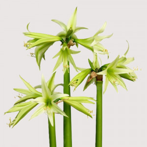 Amarilis 'Evergreen' (meilenis) vorinis 2026 ruduo