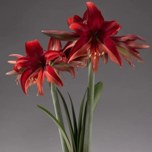 Amarilis 'Bogota' (meilenis) vorinis 2026 ruduo