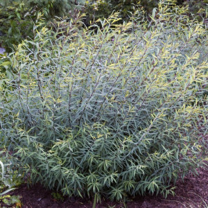 Karklas purpurinis ‘Nana’