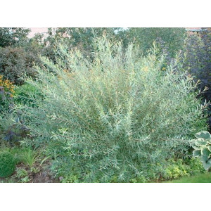 Karklas purpurinis ‘Nana’