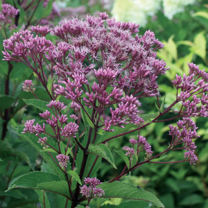 Kemeras ‘Phantom’