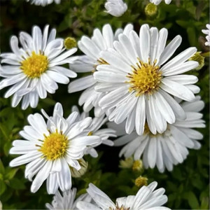 Krūminis astras ‘Schneekissen’