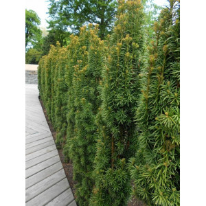 Kukmedis tarpinis ‘Hilli’