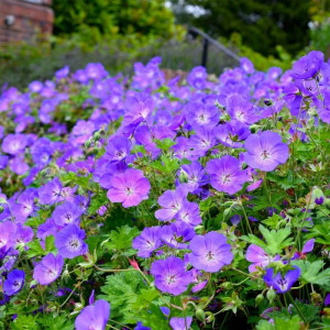 Snaputis ‘Rozanne’