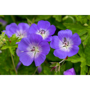Snaputis ‘Rozanne’